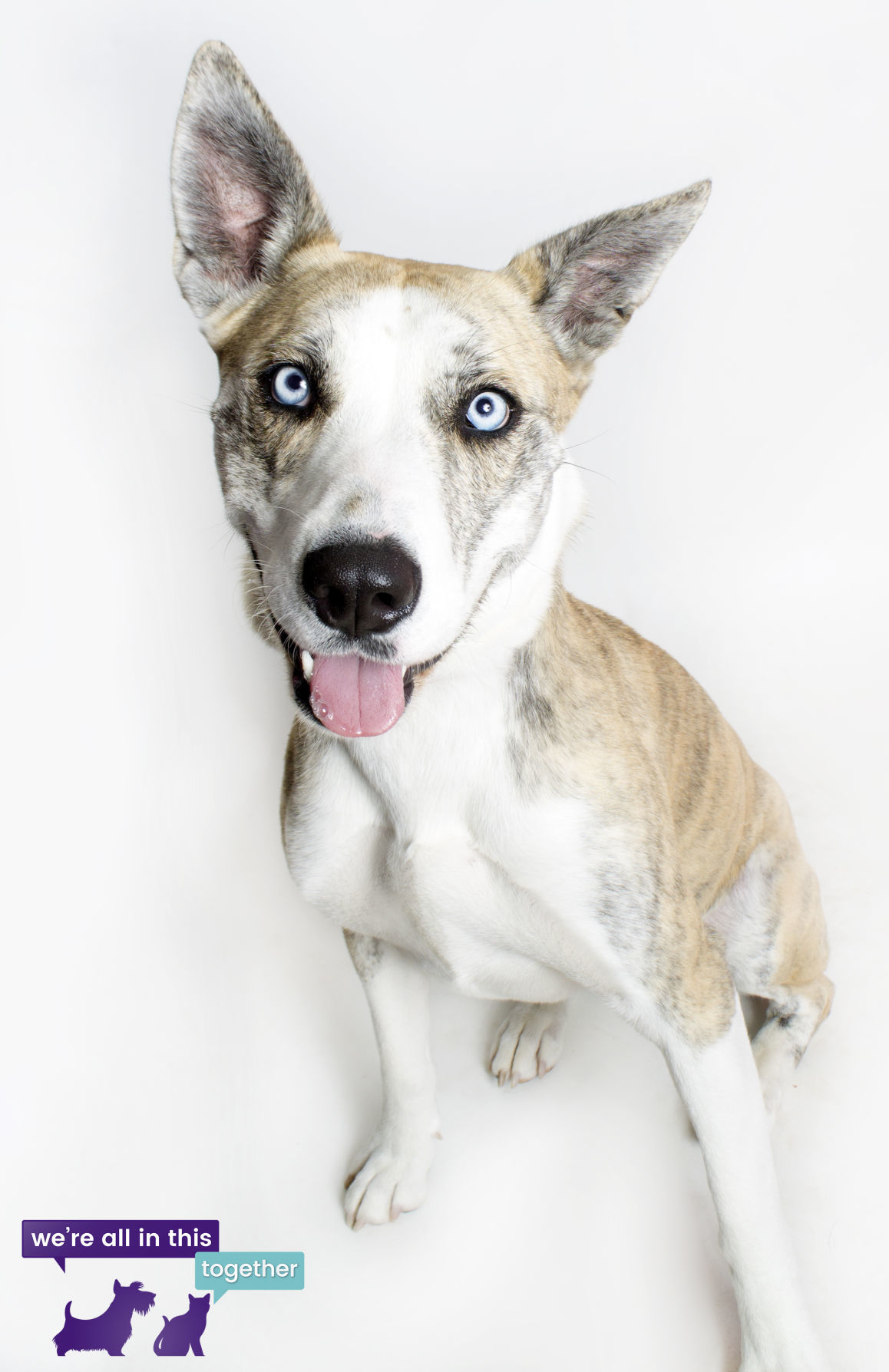 Adopt a friend: Phoebe